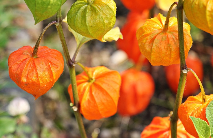 Physalis im Garten